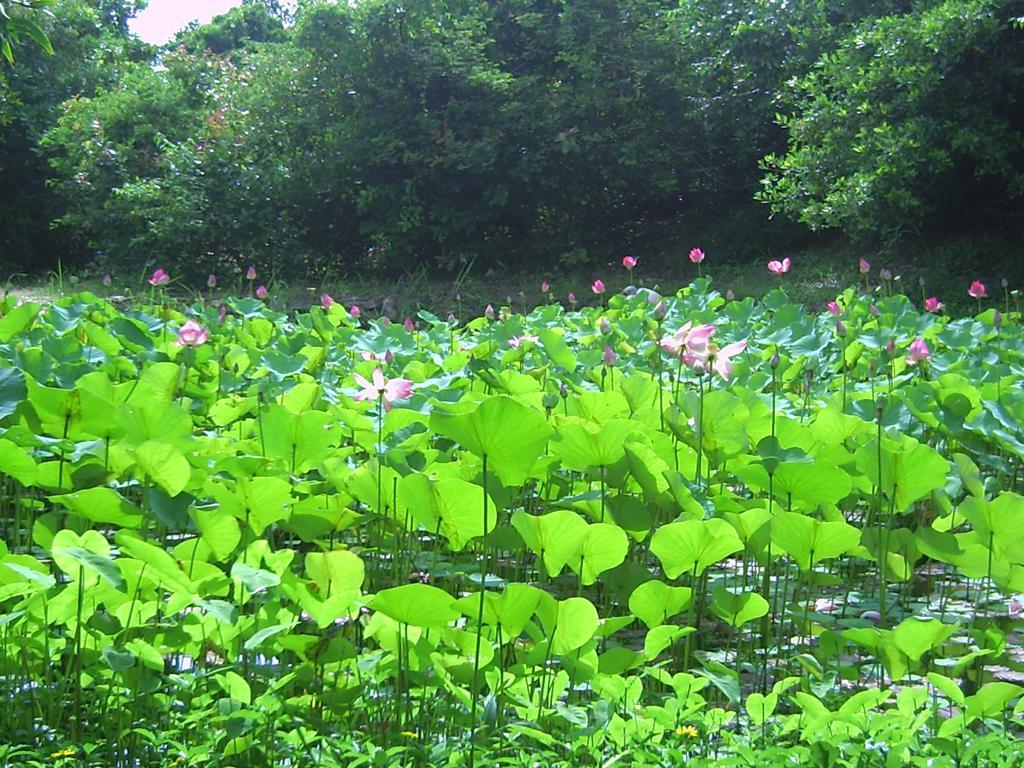 River Ray Estates Resort Loc An Luaran gambar
